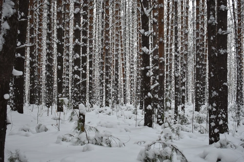 снег, зима, холод, лес, деревья, белые, коричневые