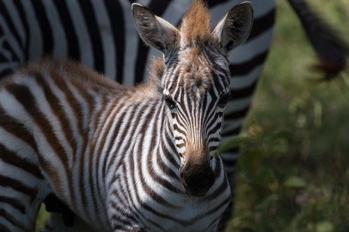зебра, звери, животные, дикие, детеныш, черные, белые, зеленые