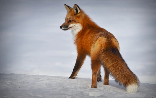 лиса, лисица, рыжая, звери, животные, дикая природа, зима, оранжевые, белые